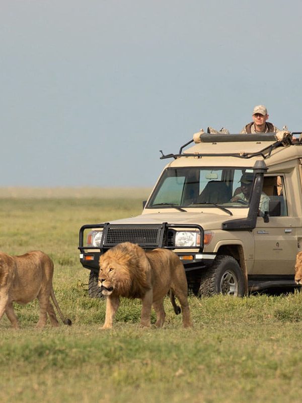 serenget-african-tours-lion