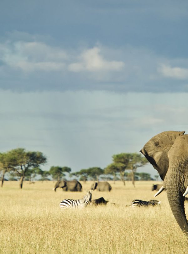 tanzania-holidays-tanzania-safaris-with-tanzania-odyssey=402145-320